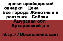 щенки щвейцарской овчарки › Цена ­ 15 000 - Все города Животные и растения » Собаки   . Амурская обл.,Архаринский р-н